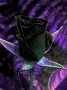 la rose