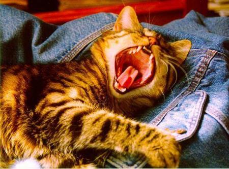 le chat baille