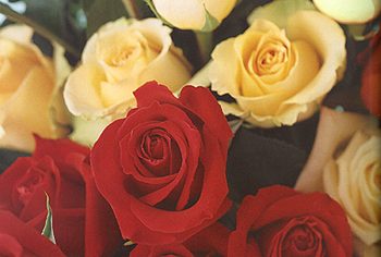 les roses 2 la beaute